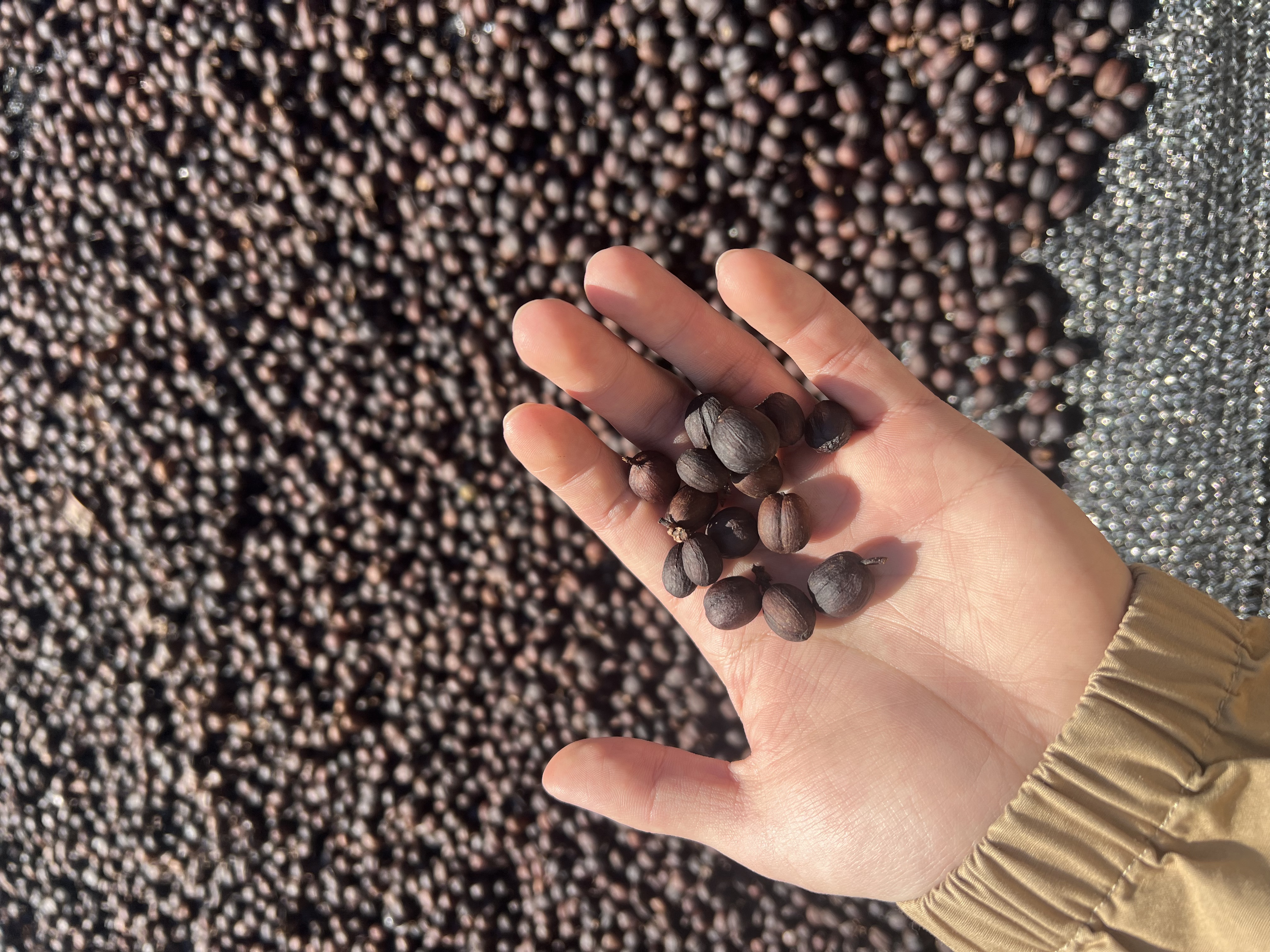 SCA Green Coffee Intermediate training